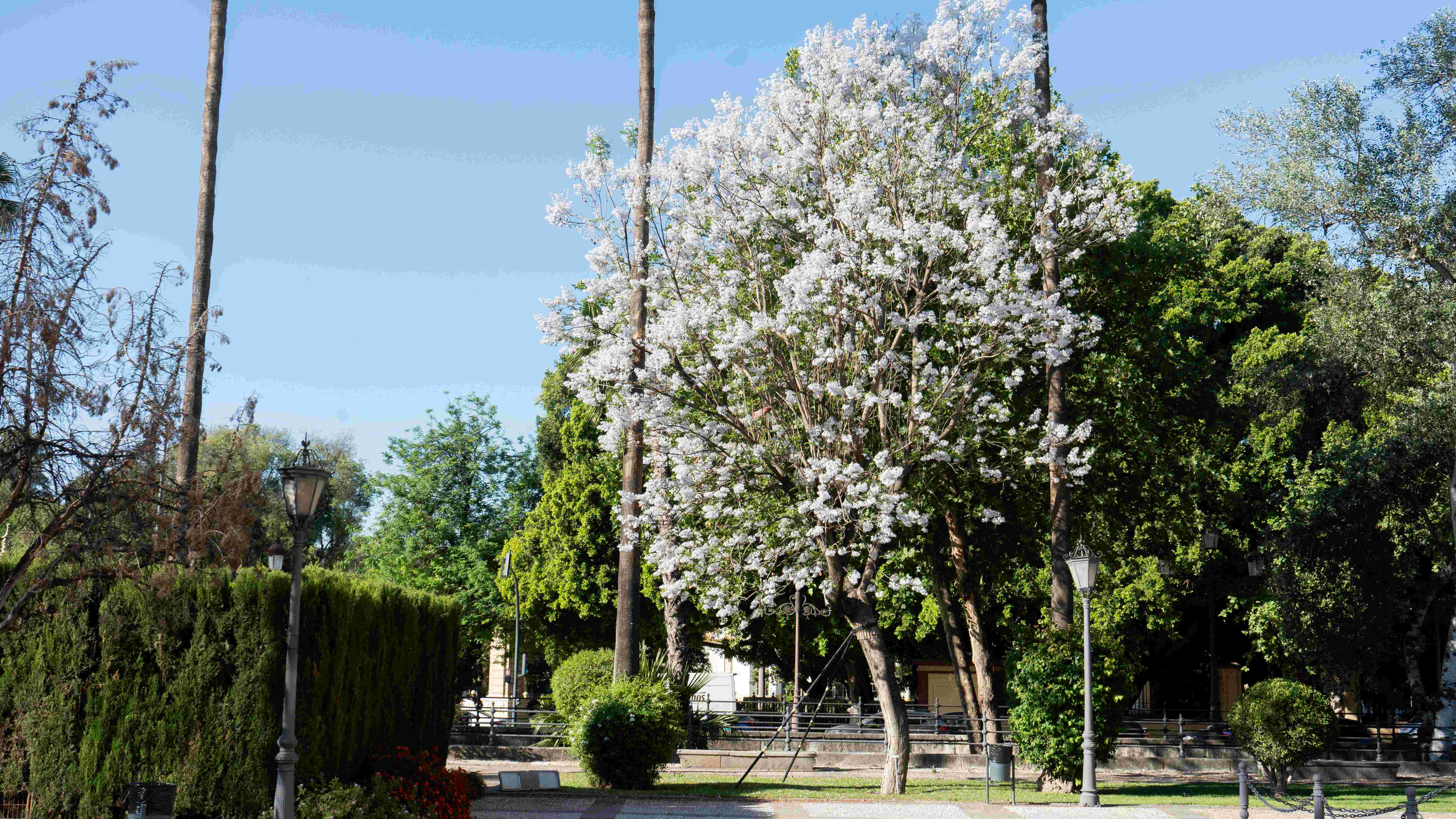 La jacaranda blanca del Rectorado florece como símbolo del patrimonio botánico de la Universidad de Sevilla