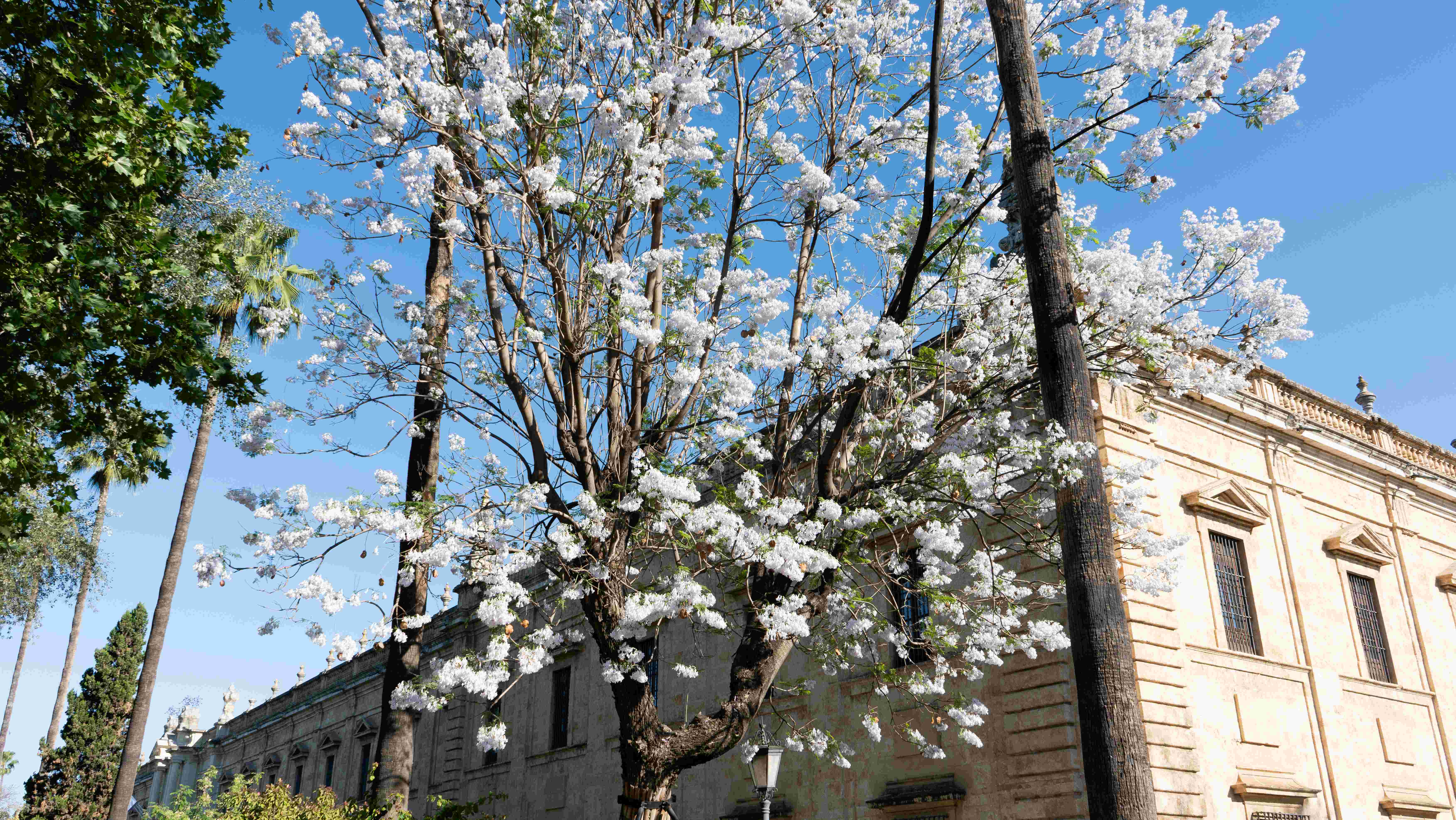 La jacaranda blanca del Rectorado florece como símbolo del patrimonio botánico de la Universidad de Sevilla - Imagen de la noticia 2