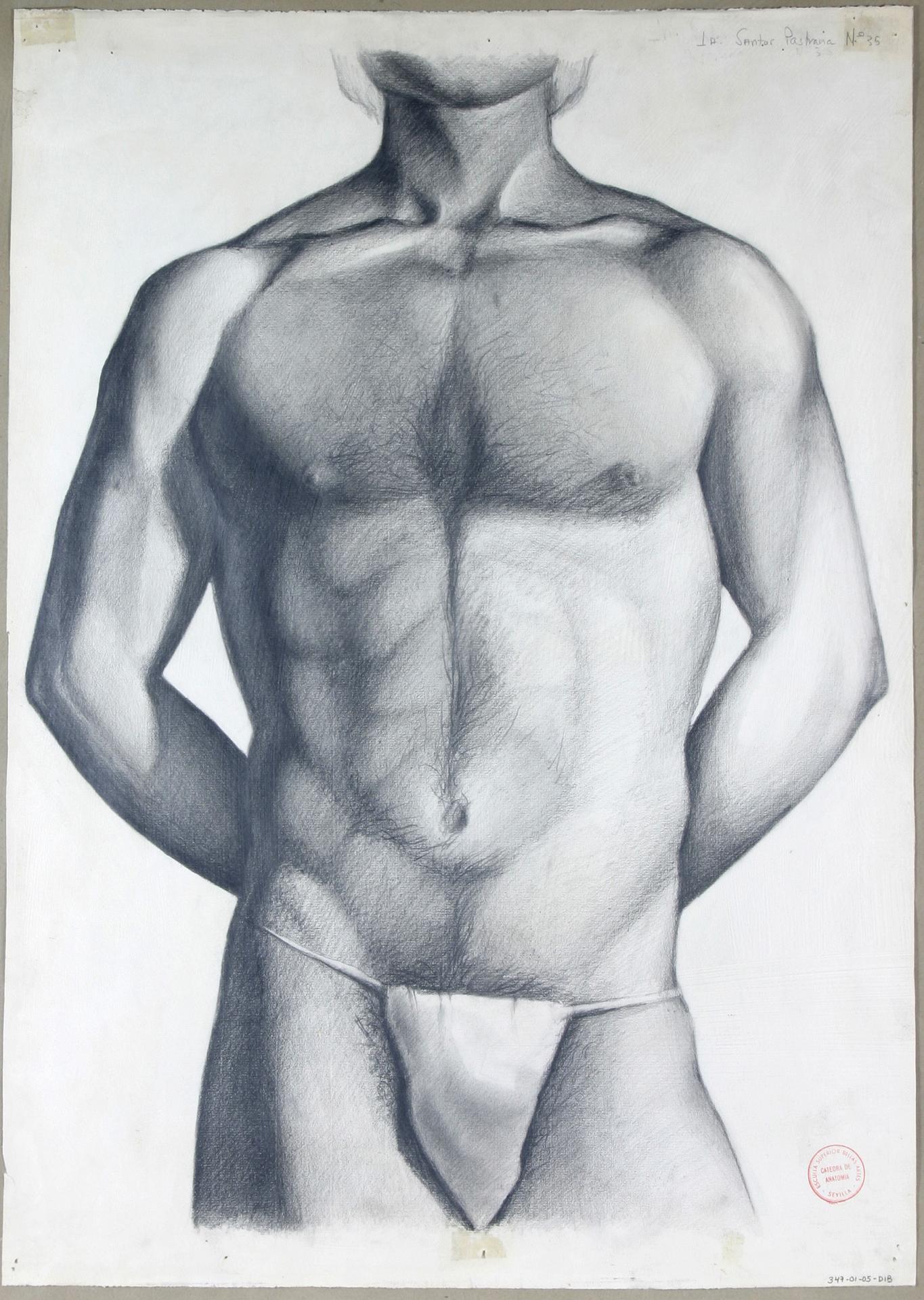 Torso masculino