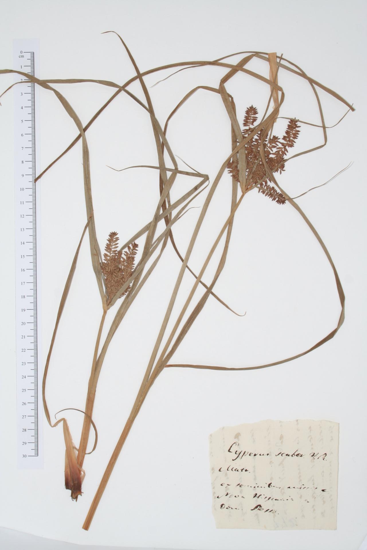 Cyperus scaber Lag.