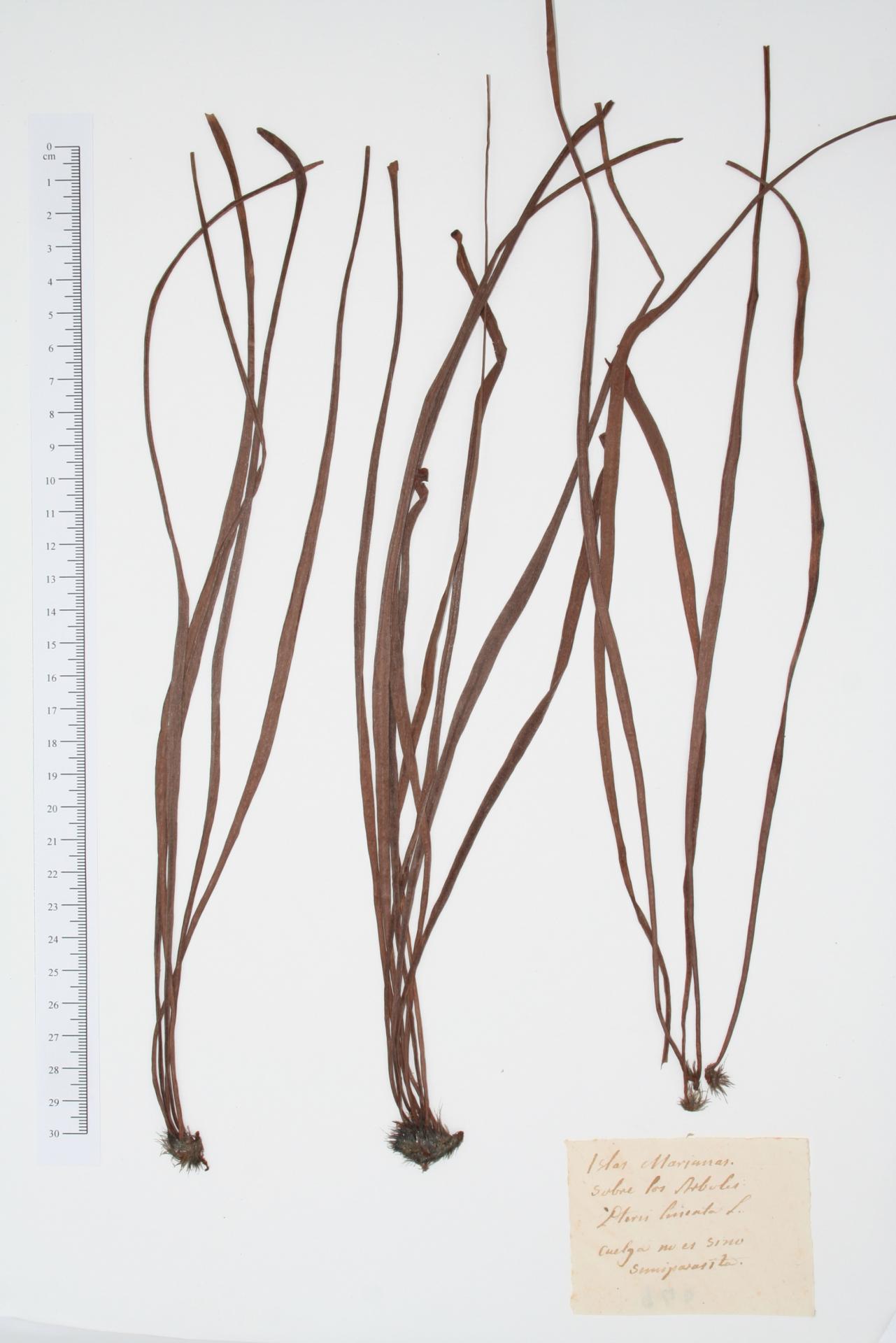 Pteris lineata L.