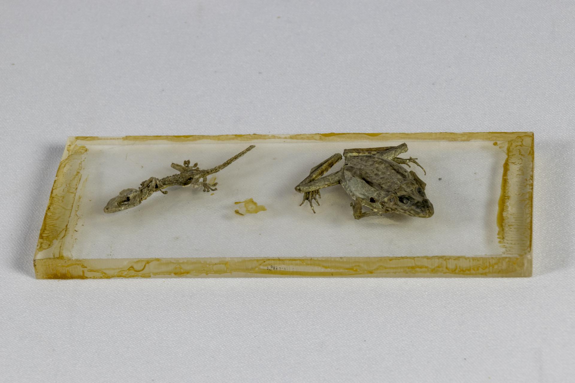 Disección de anfibio y reptil