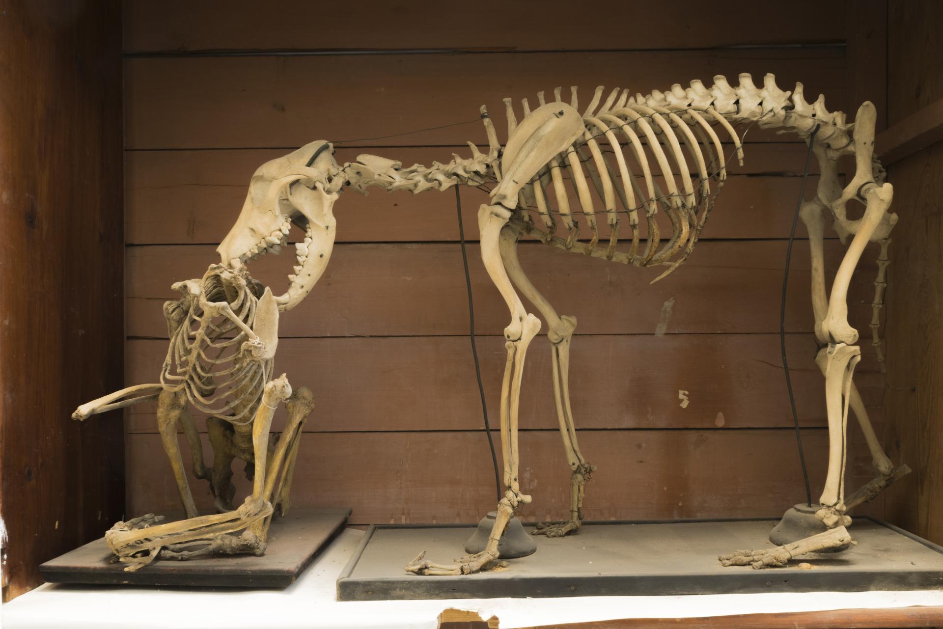 Esqueletos de animales
