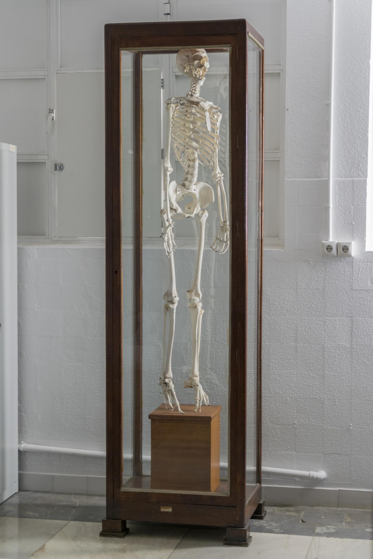Esqueleto humano