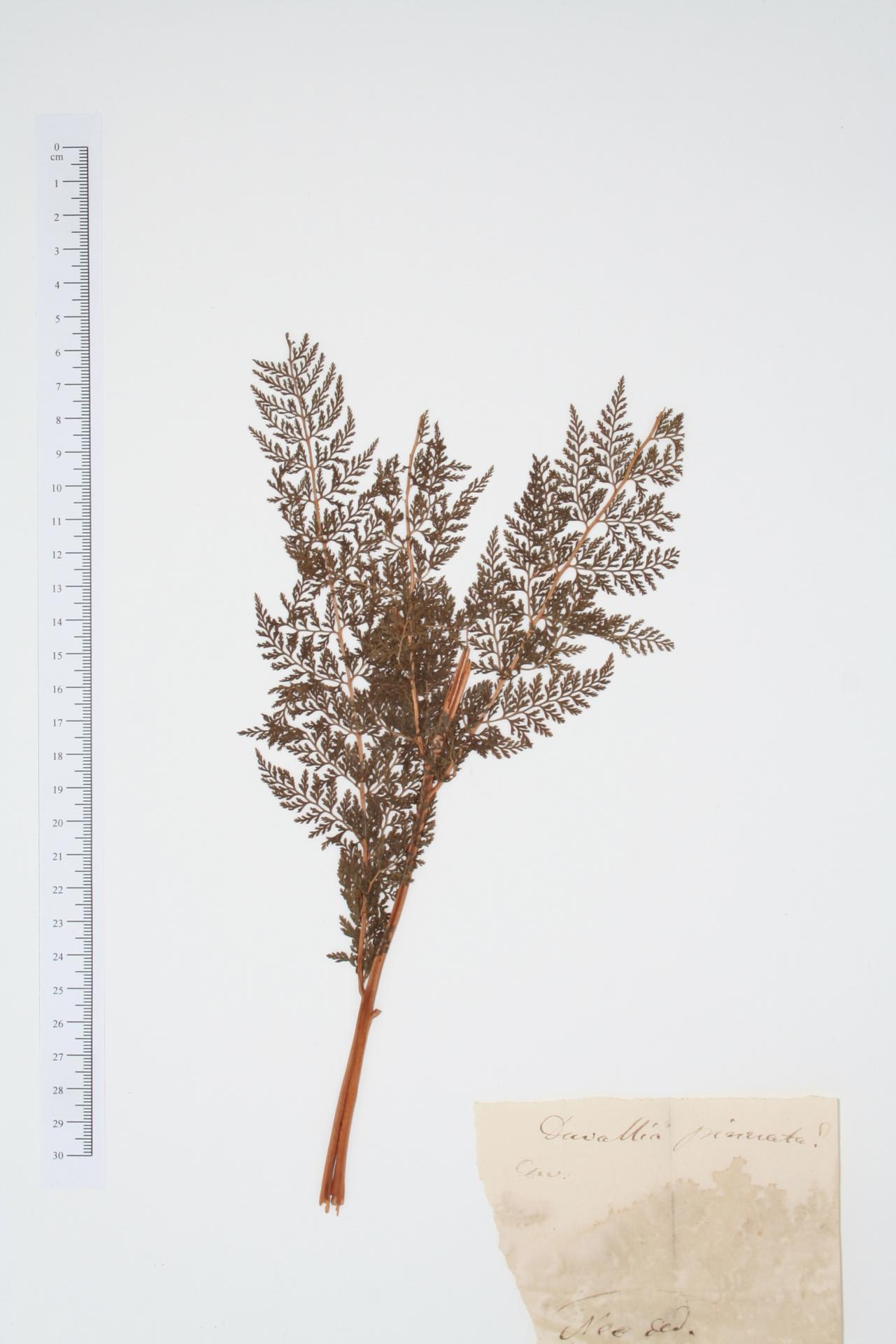 Davallia pinnata Cav.