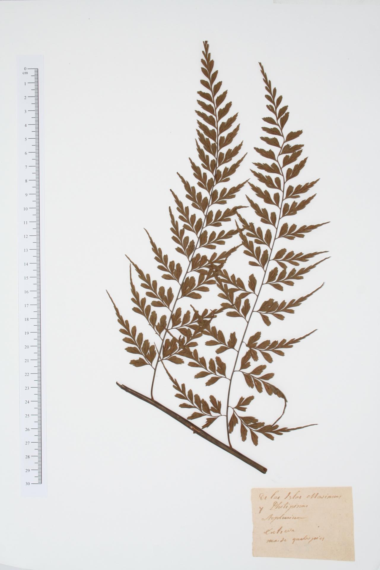 Asplenium ssp.