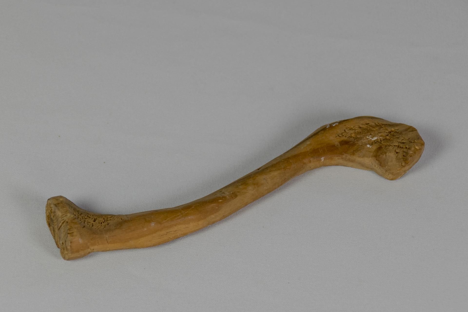 Clavícula