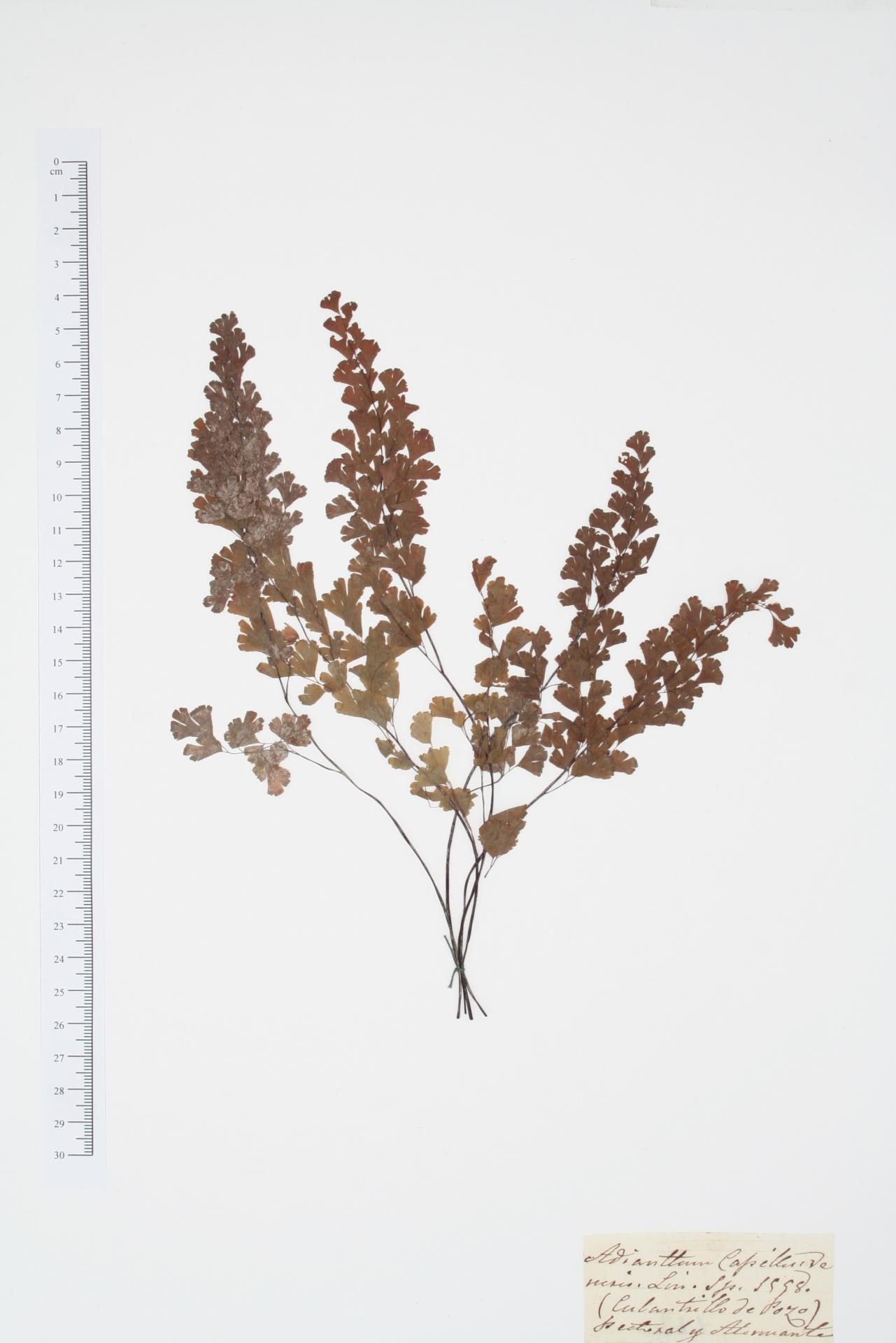 Adiantum capillus-veneris L.