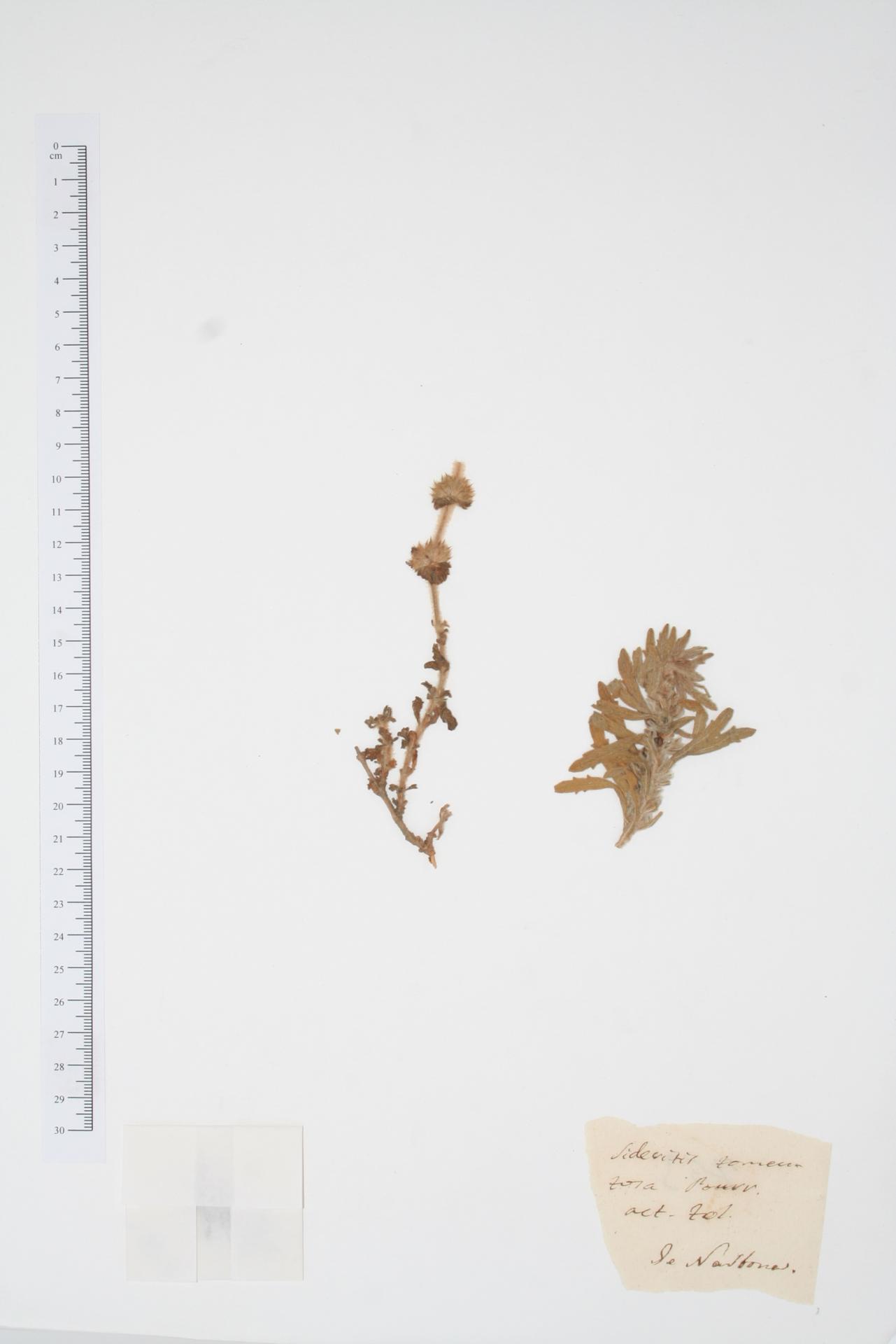Sideritis tomentosa Pourr.