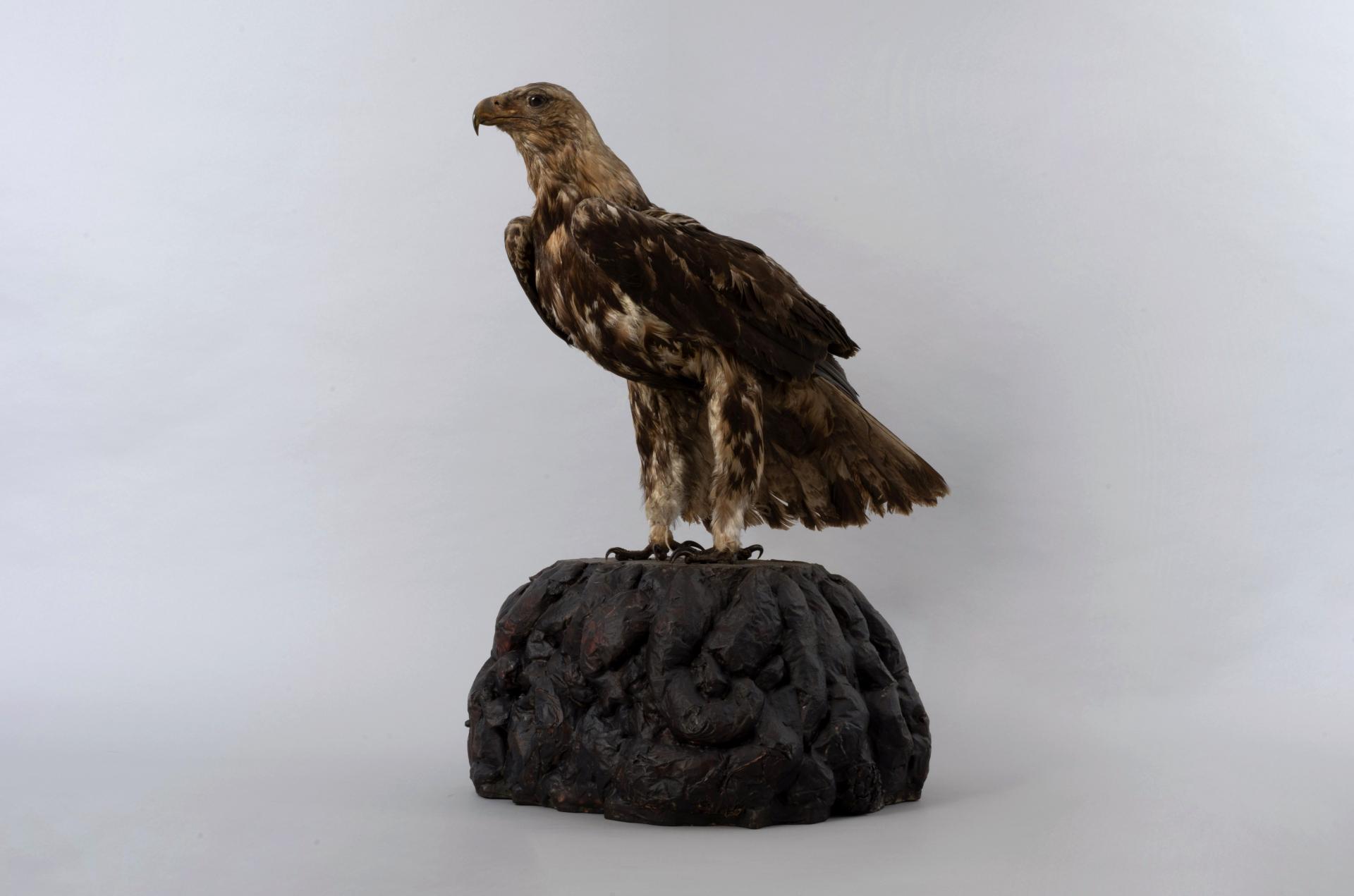 Aquila adalberti