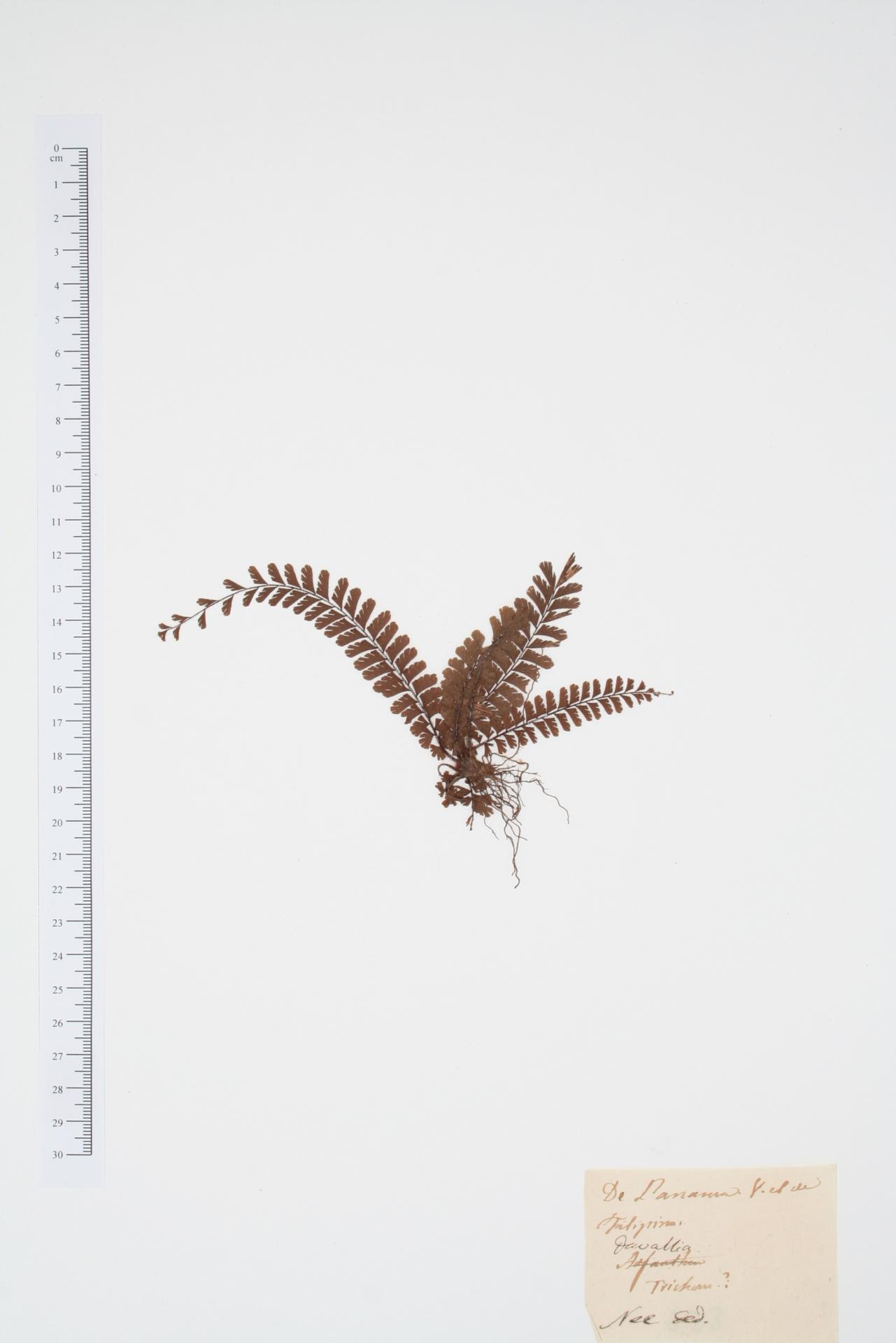 Davallia ssp.