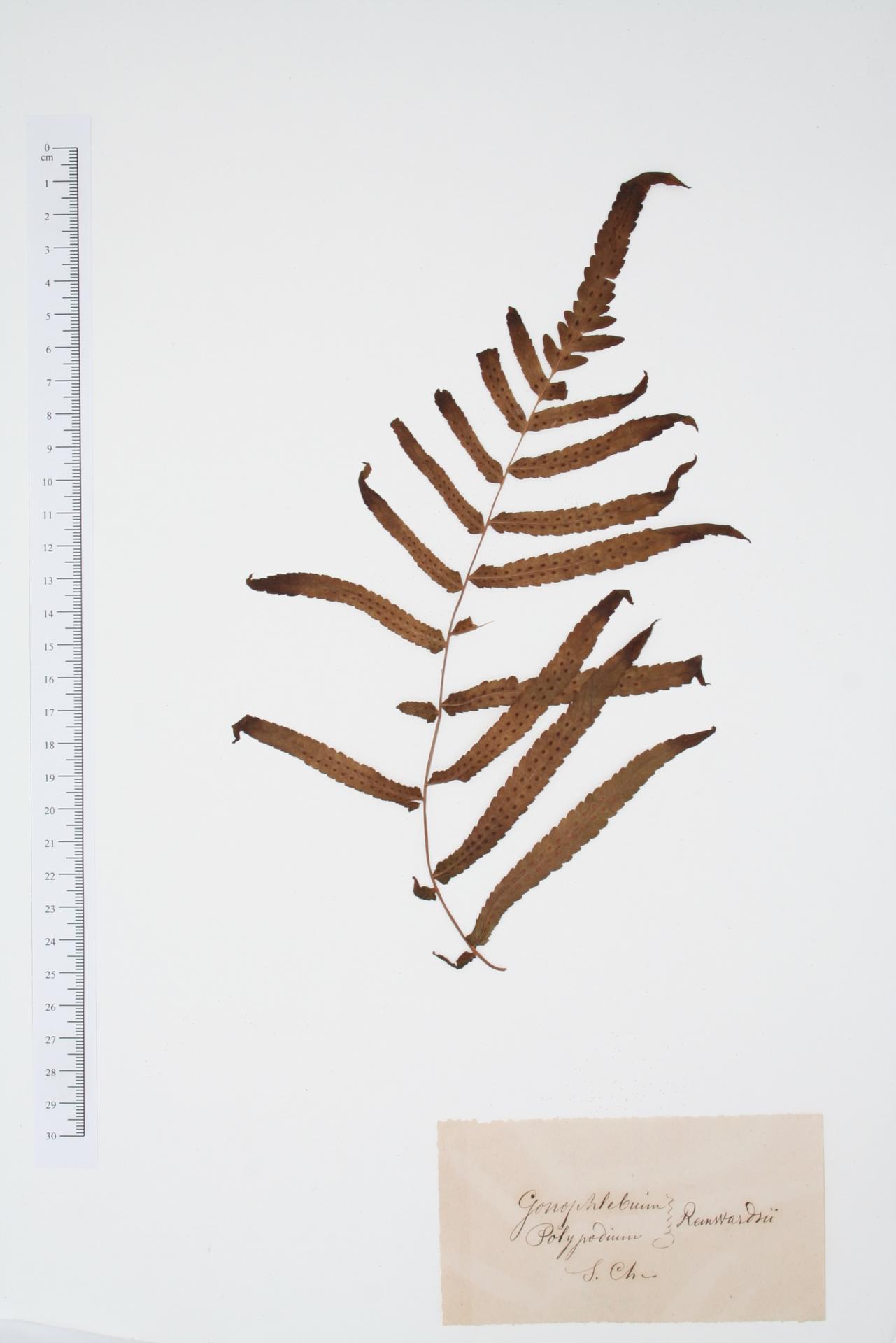 Polypodium ssp.