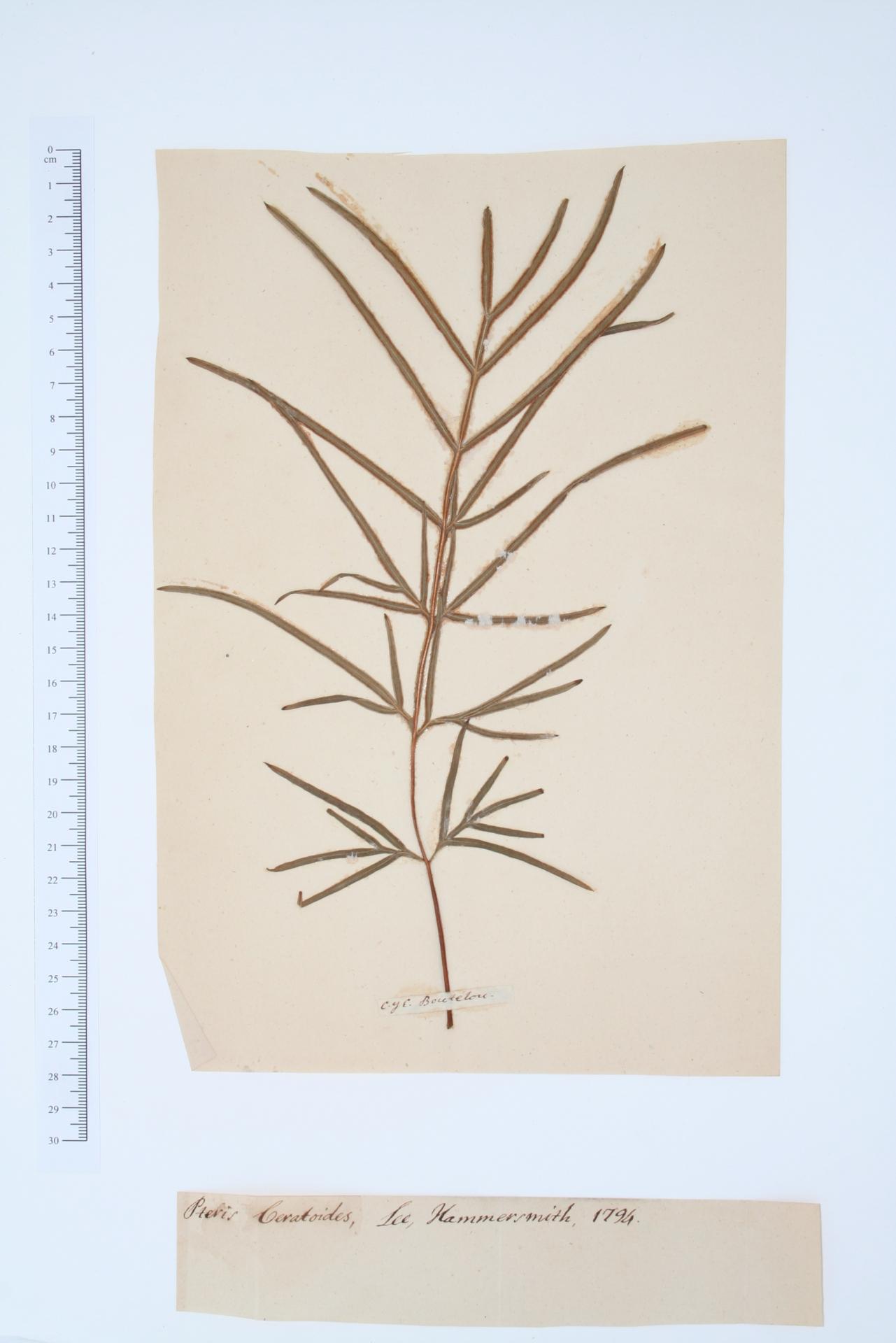 Pteris ceratoides nom. in herb.