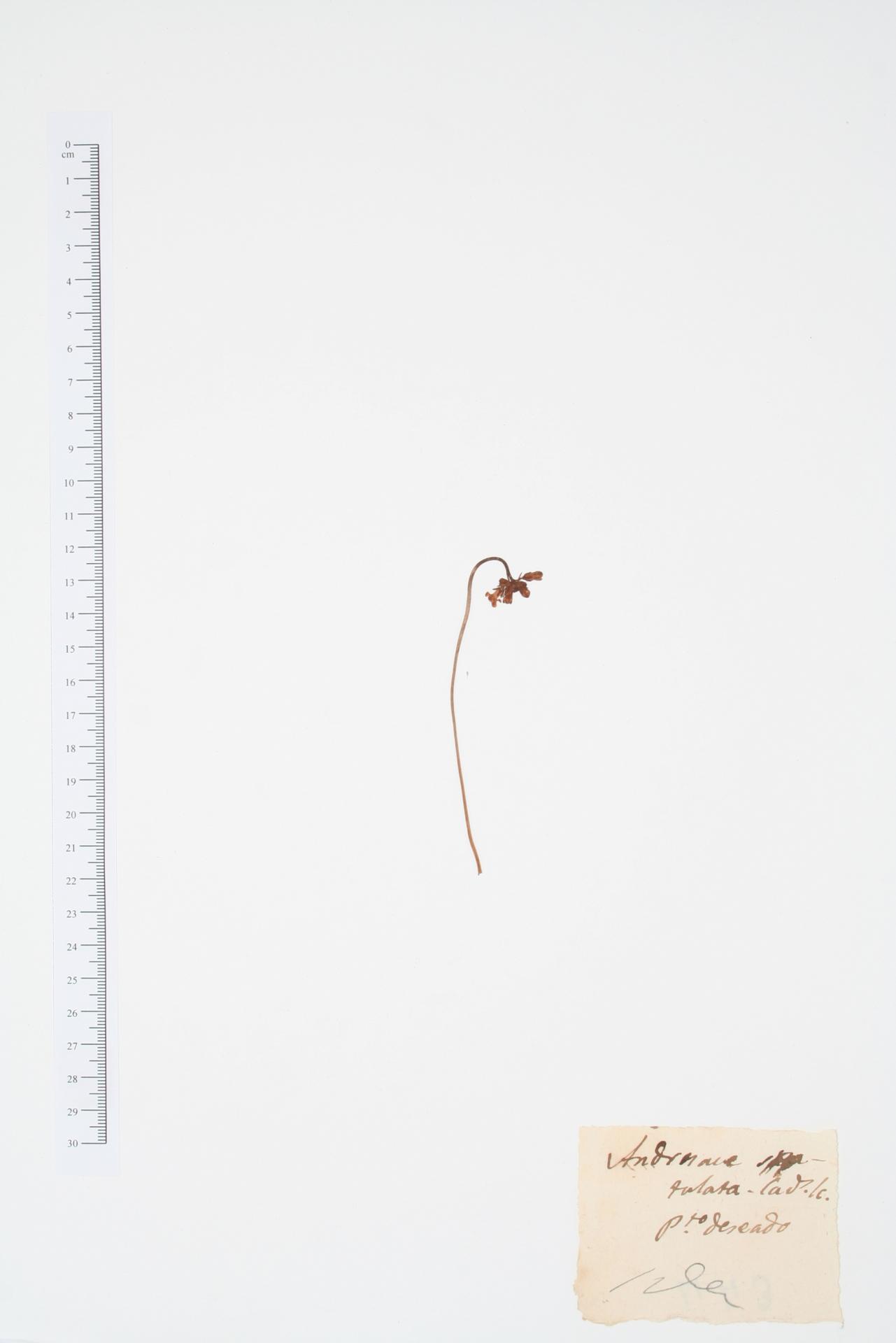 Androsace spathulata Cav.