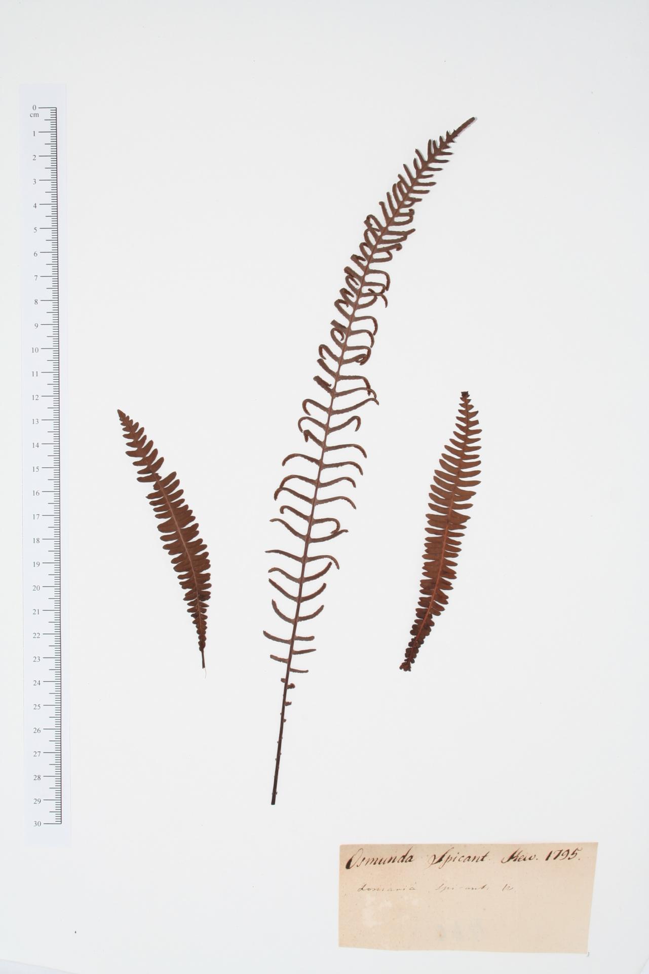 Osmunda spicant L.