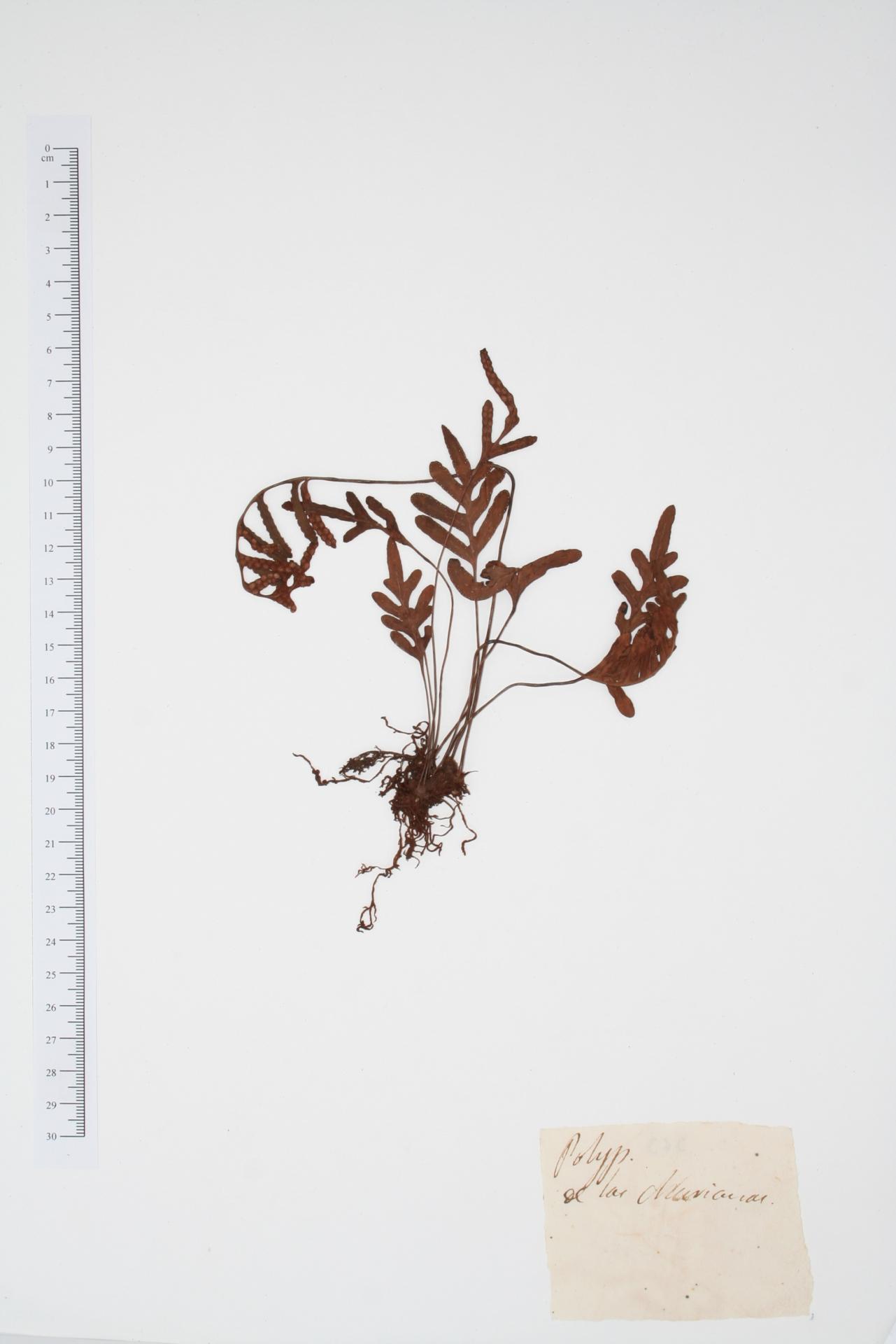 Polypodium ssp.