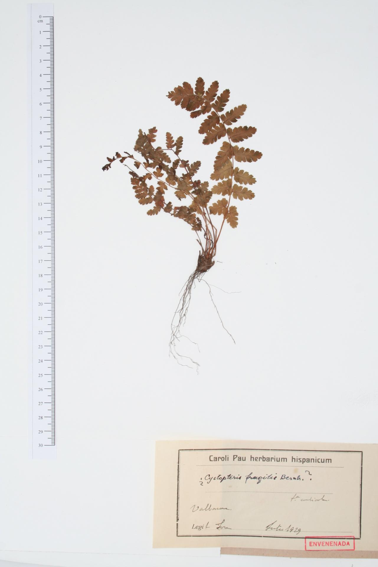 Cystopteris fragilis (L.) Bernh.