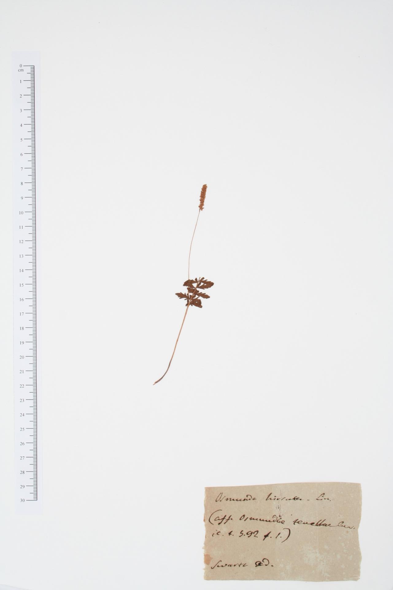 Osmunda hirsuta L.