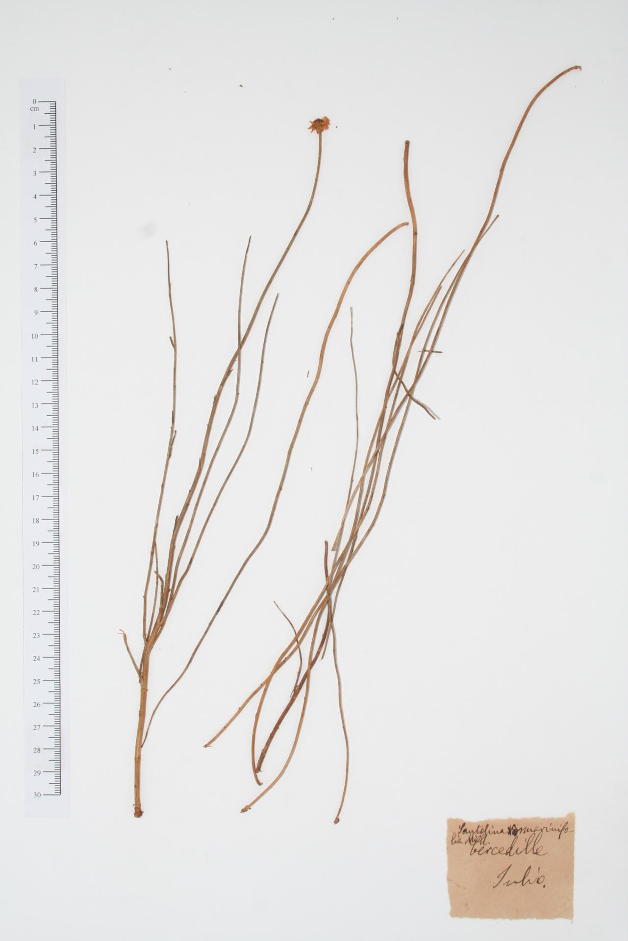 Santolina rosmarinifolia L.
