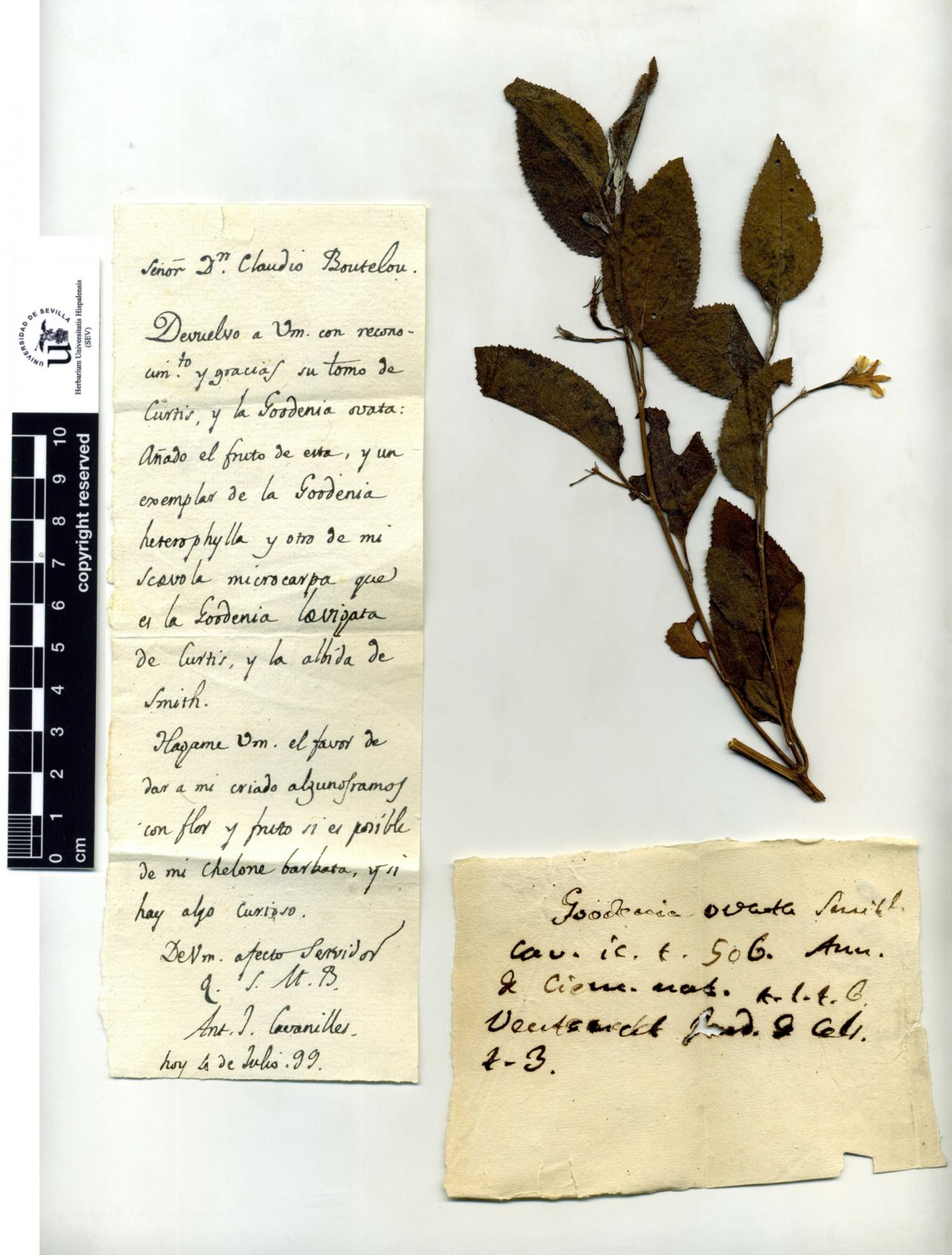 Goodenia ovata Sm.