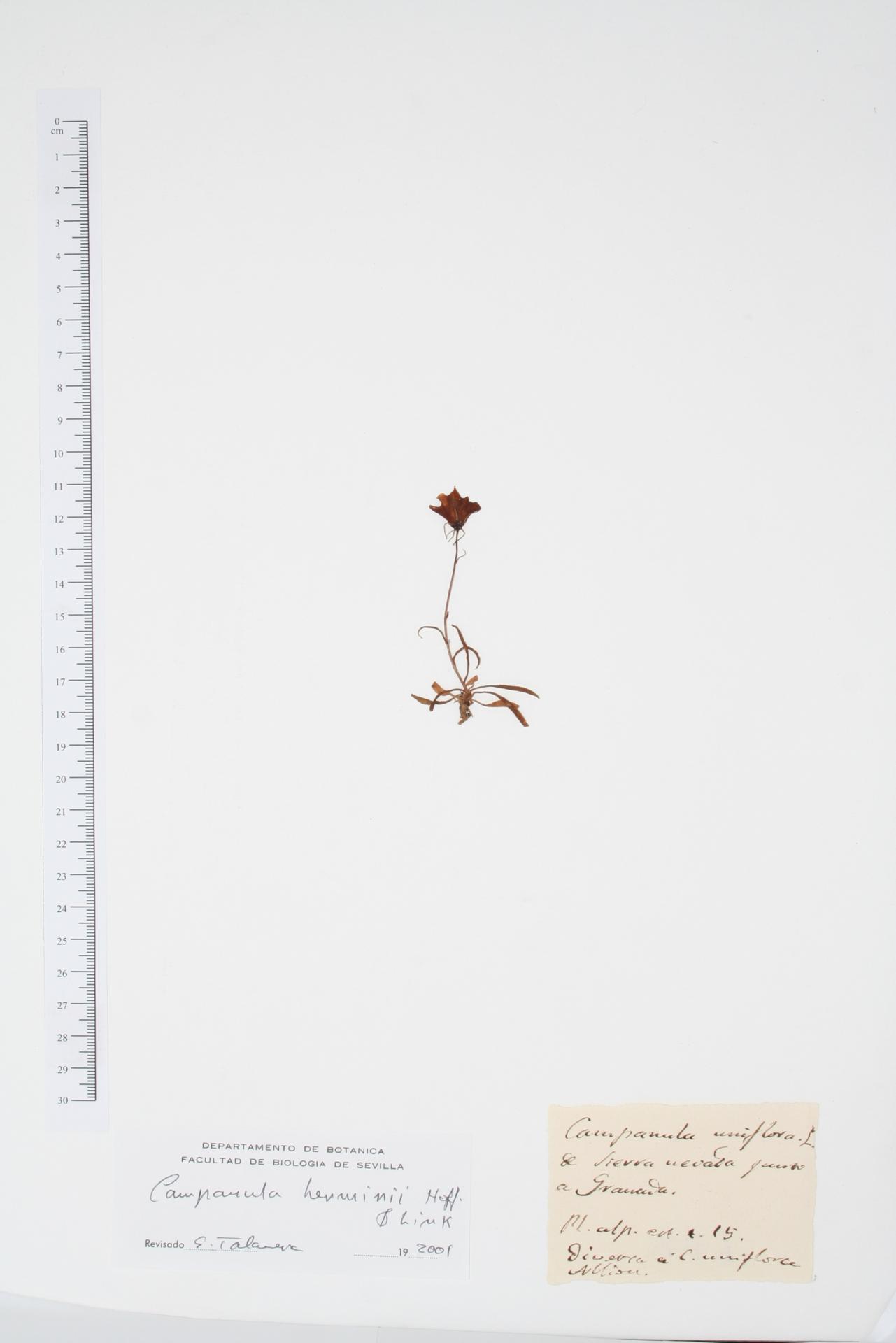 Campanula uniflora Lag. & Rodr.