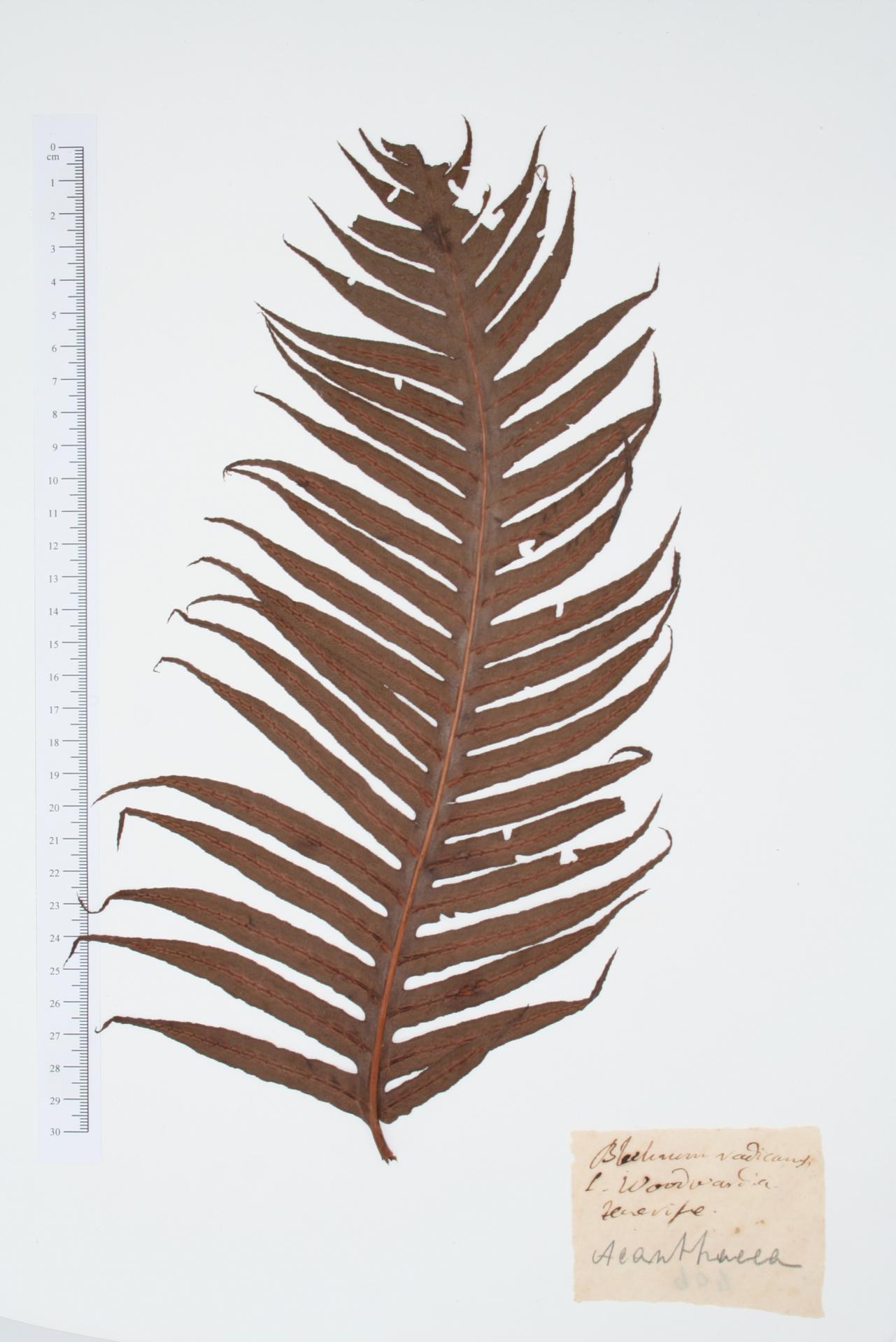Blechnum radicans L.