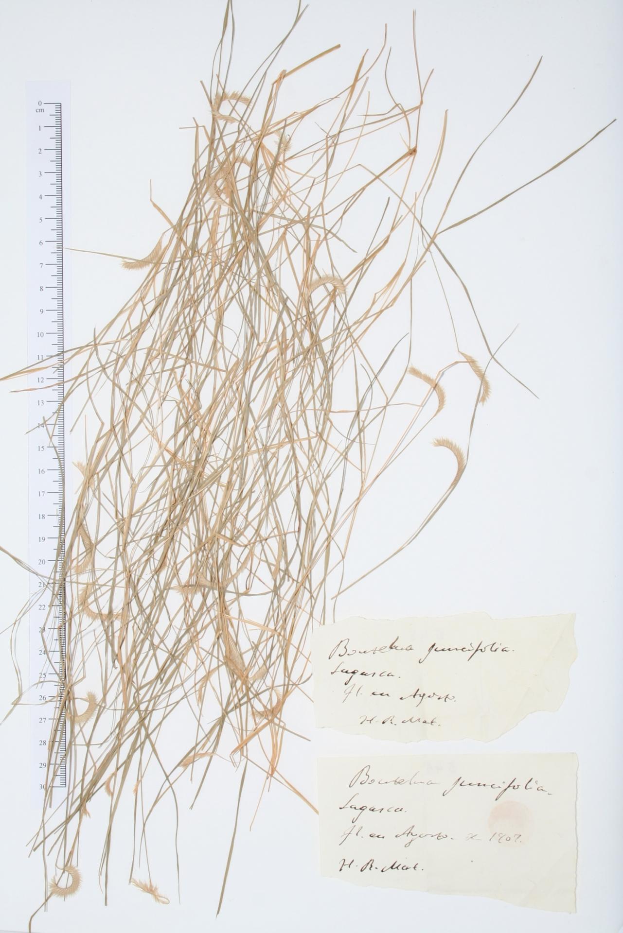 Bouteloua juncifolia Lag.