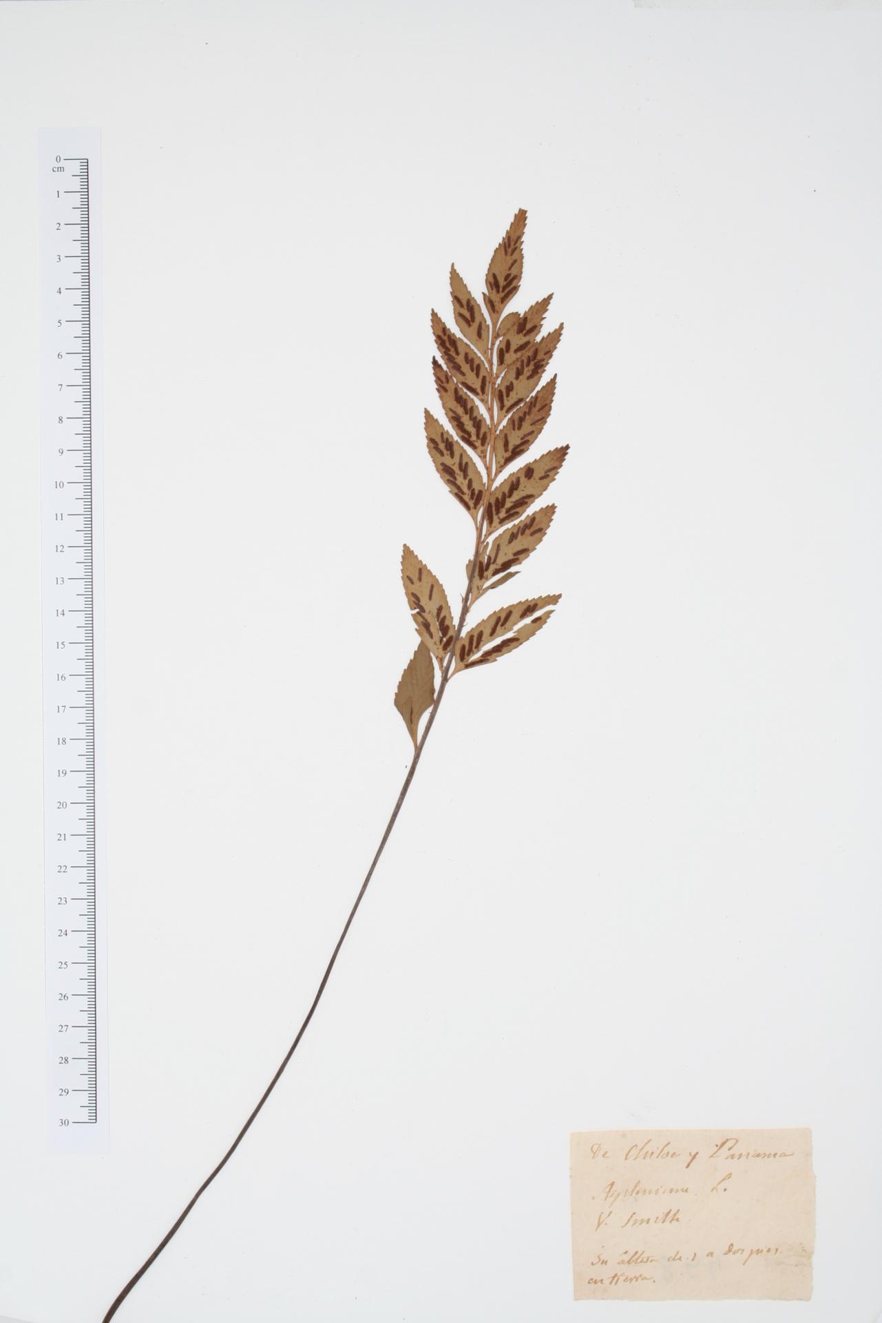 Asplenium ssp.
