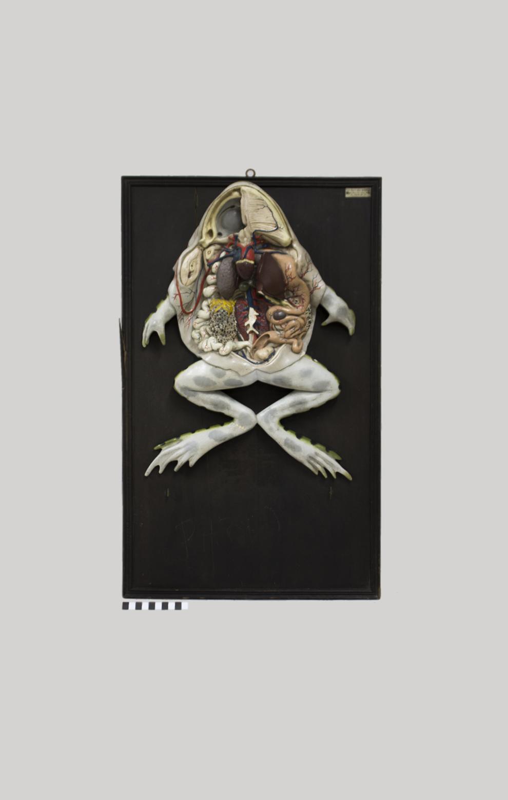 Pelophylax perezi