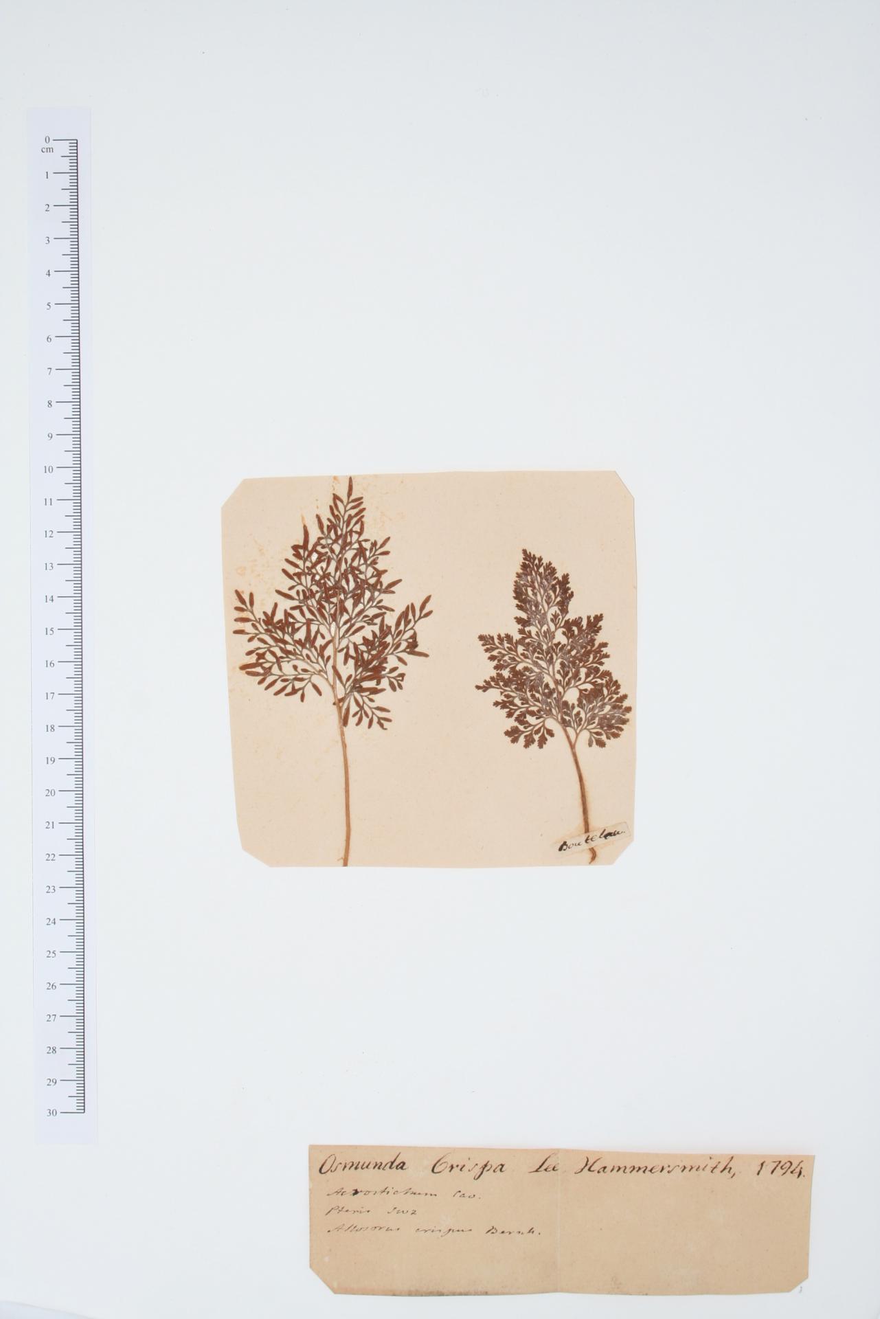 Osmunda crispa L.