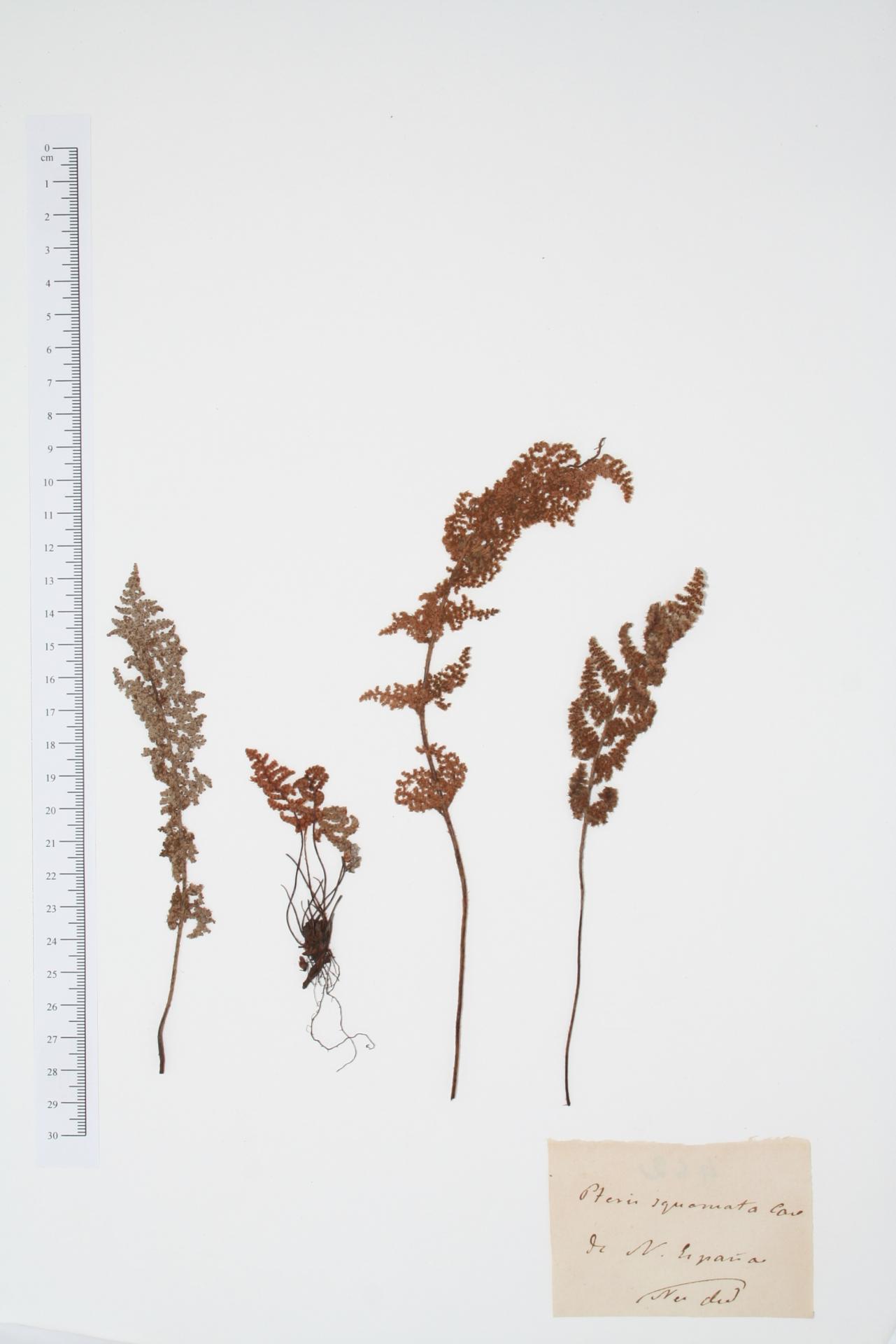 Pteris squamata Cav. nom. in herb.