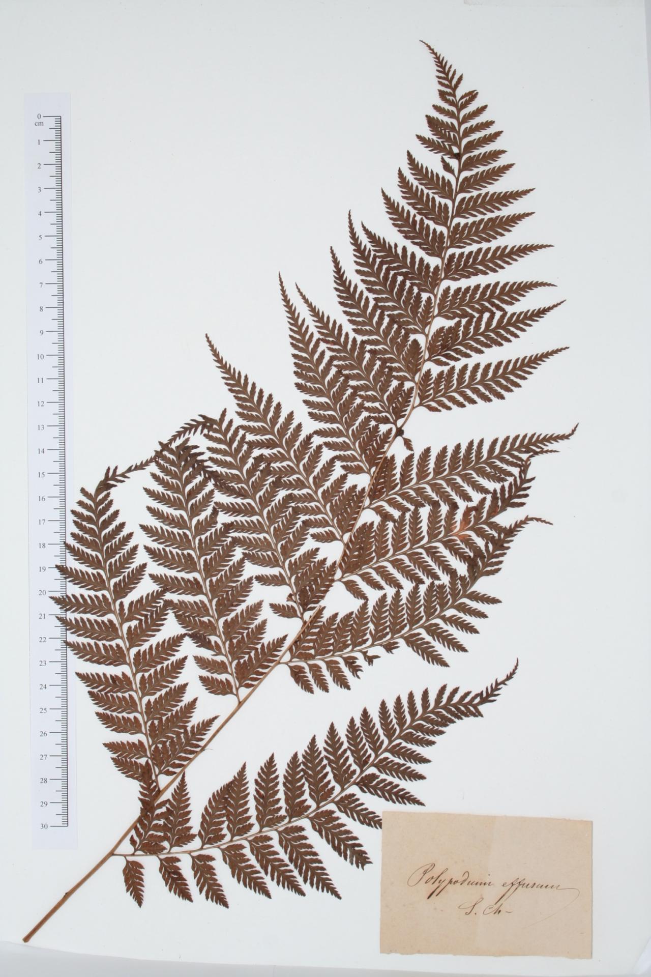 Polypodium effusum Sw.