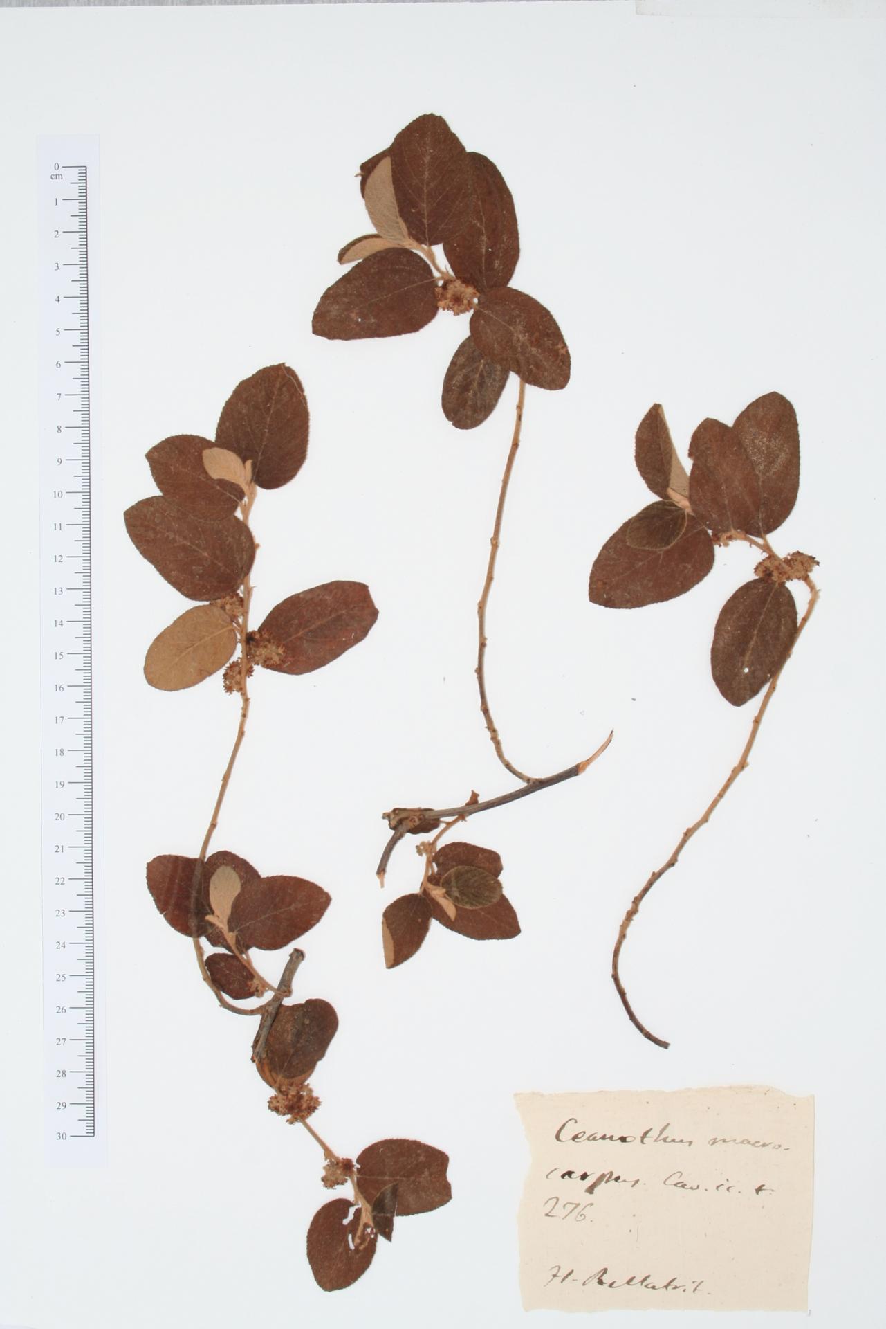 Ceanothus macrocarpus Cav.