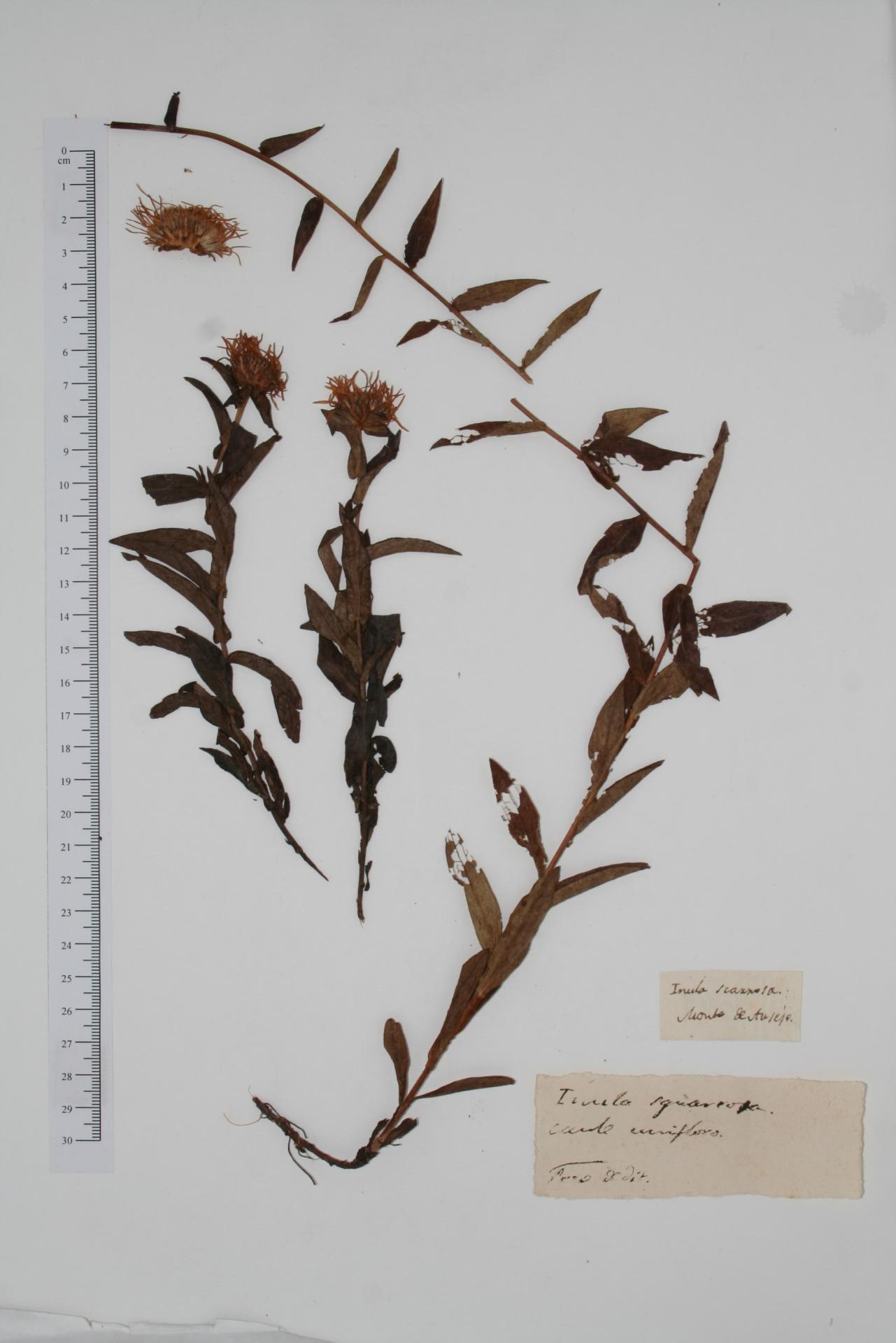Inula squarrosa L.