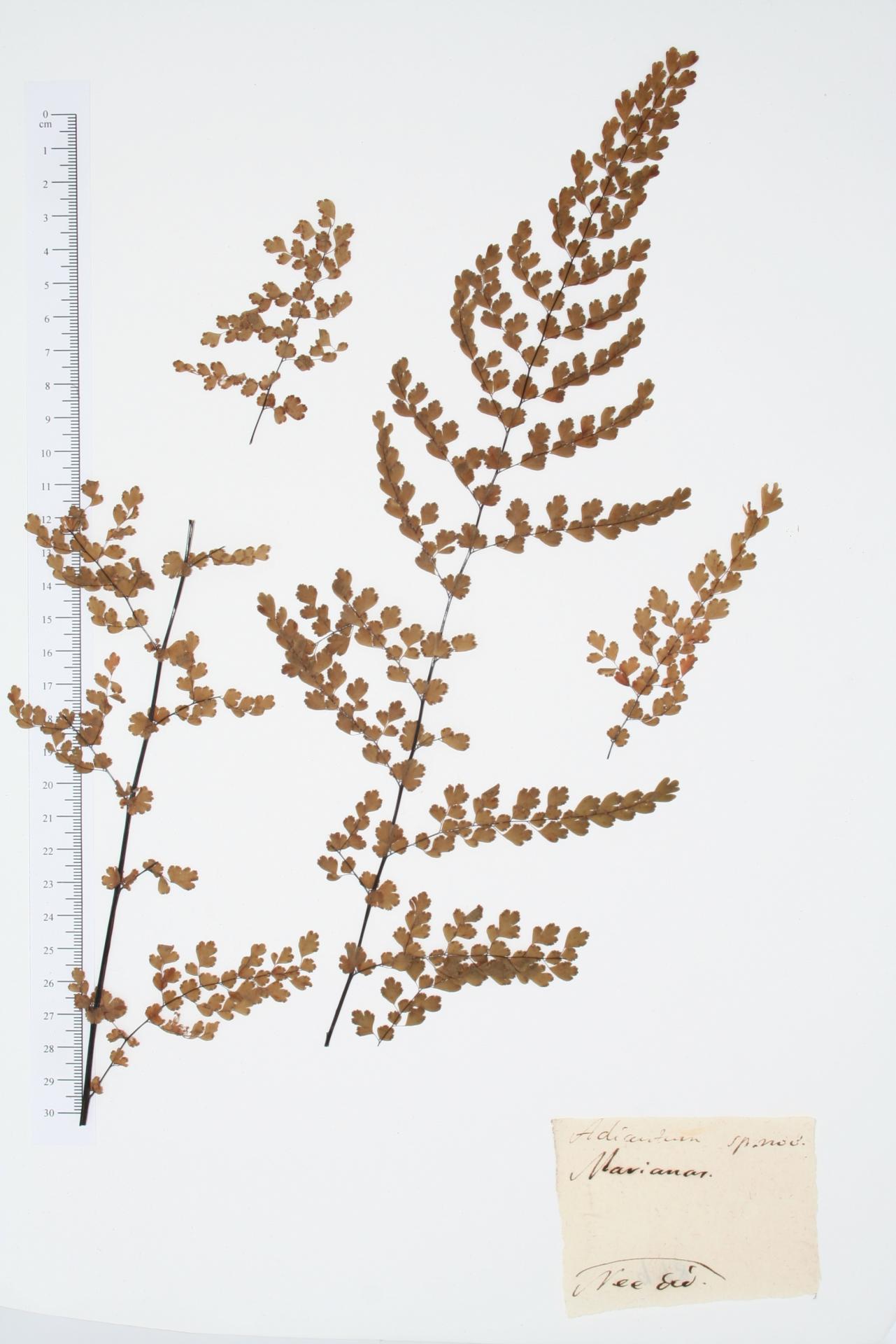 Adiantum ssp.